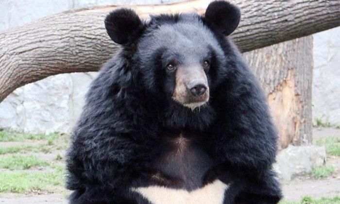 Chinese Man Filmed Shooting Endangered Bear, Sparking Outcry