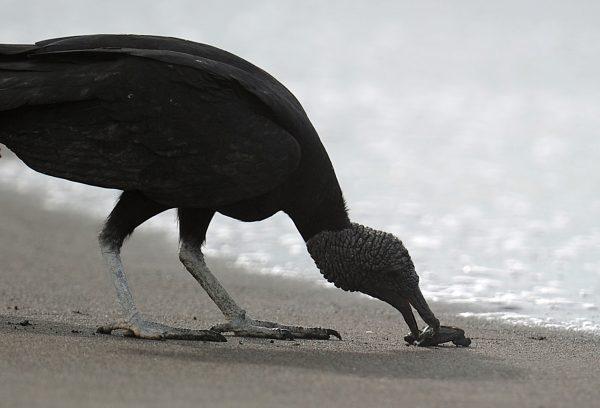 A vulture grabs a baby olive ridley sea turtle (Lepidochelys olivacea) in Ostional beach, in Ostional National Wildlife Refuge, some 300 km north of San Jose, on the Pacific coast of Costa Rica, on Dec. 1, 2010. (Photo credit should read YURI CORTEZ/AFP/Getty Images)