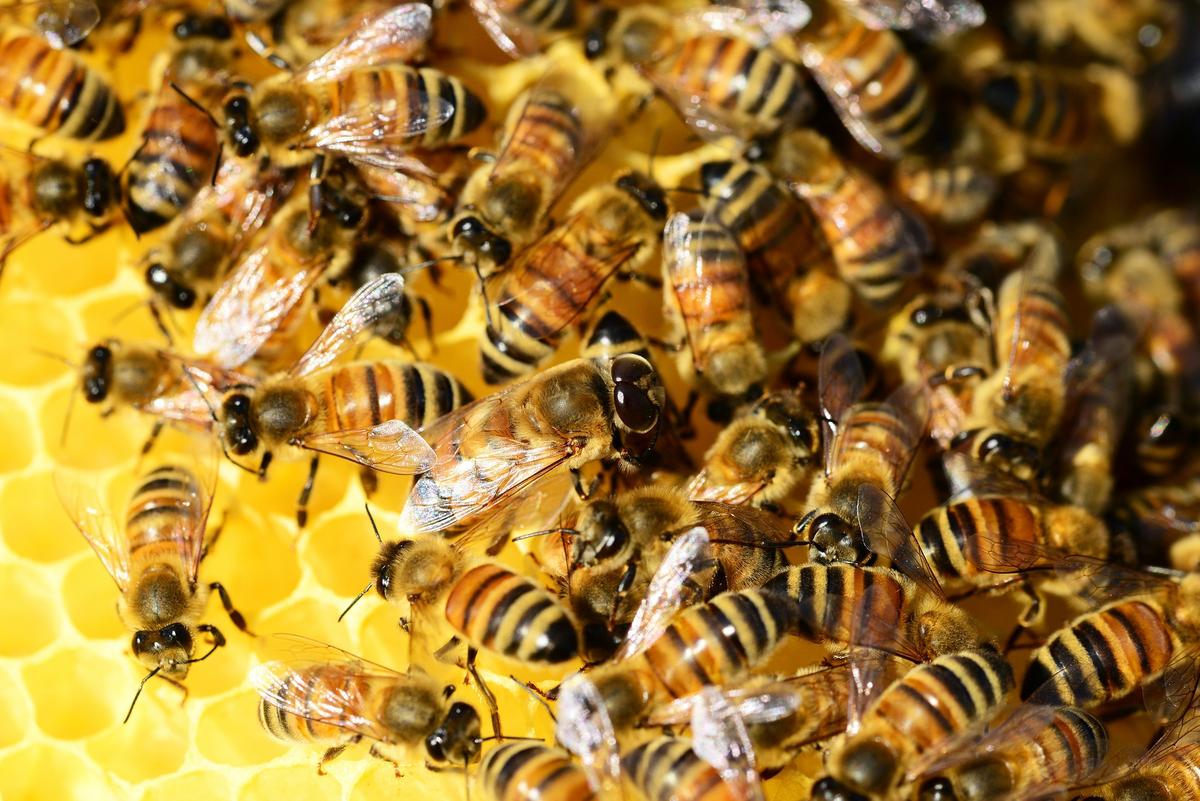 Vandals Kill 500,000 Bees, Sparking Outrage Online