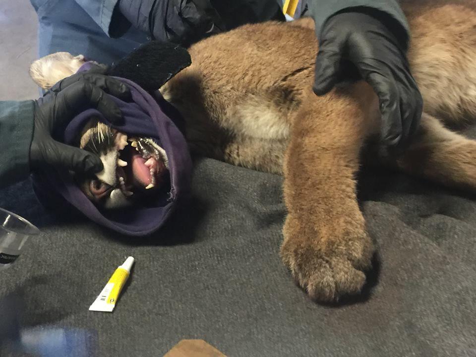 Mountain Lion Cub with Burned Paws Being Treated with Tilapia Skin