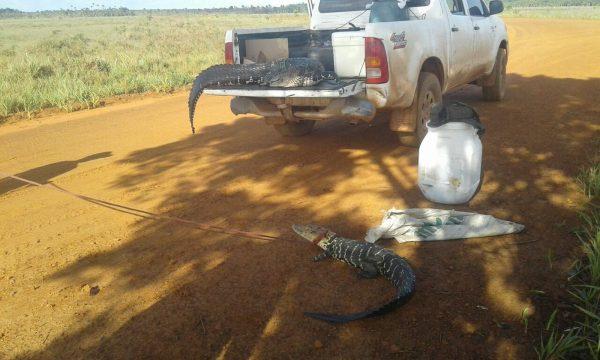 Two alligators found in a car trunk in Brazil. (Environmental Battalion of the Military Police, Brazil)