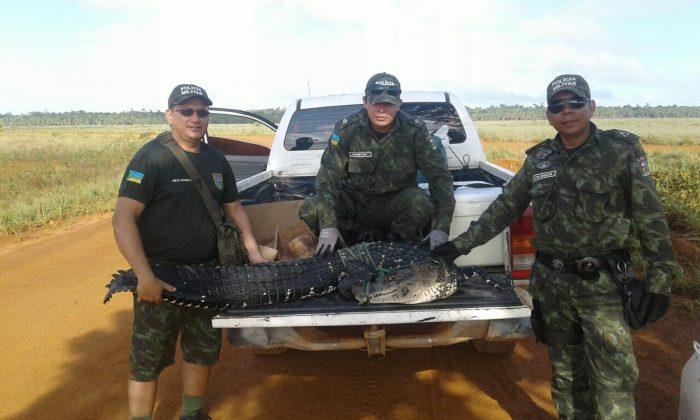 Two Live Alligators Found in Car Trunk, About to Be Eaten