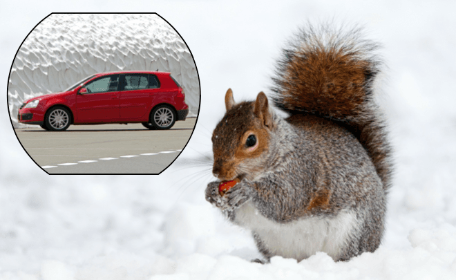 Driver Takes Faulty Car to Mechanic and Finds out Squirrel Stashed Hundreds of Acorns in Gearbox