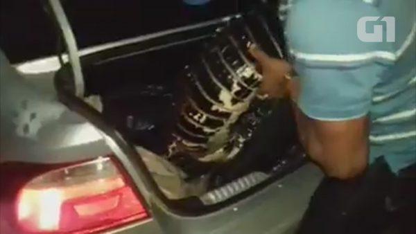 Two alligators were found in a car trunk in Brazil. (Environmental Battalion of the Military Police, Brazil)