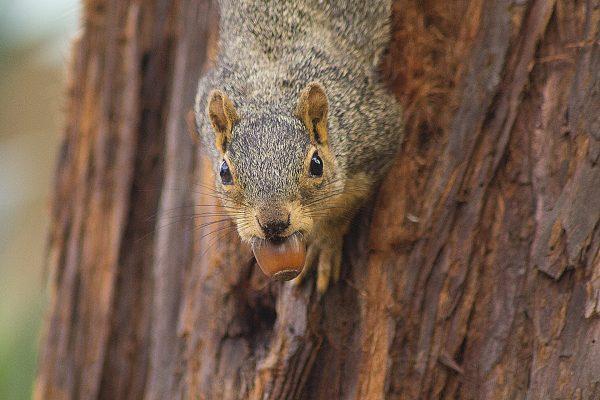 A stock photo of a squirrel.  (Stock photo via CC0)