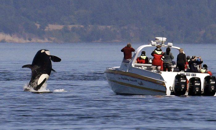 US Regulations to Protect Killer Whales Near BC Coast Effective: Study