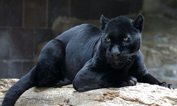 Black Panther Mauls Man to Death in Russian Private Zoo: Reports