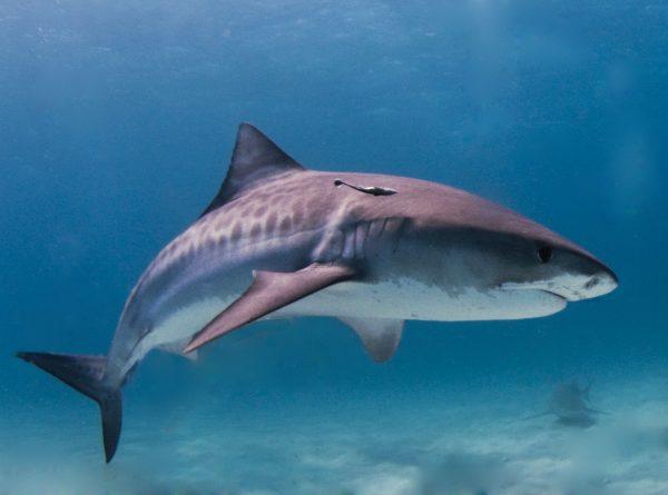 A tiger shark in the Bahamas.