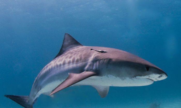 Tiger Shark With Stomach Cut and Teeth Removed Is Found on South Carolina Beach