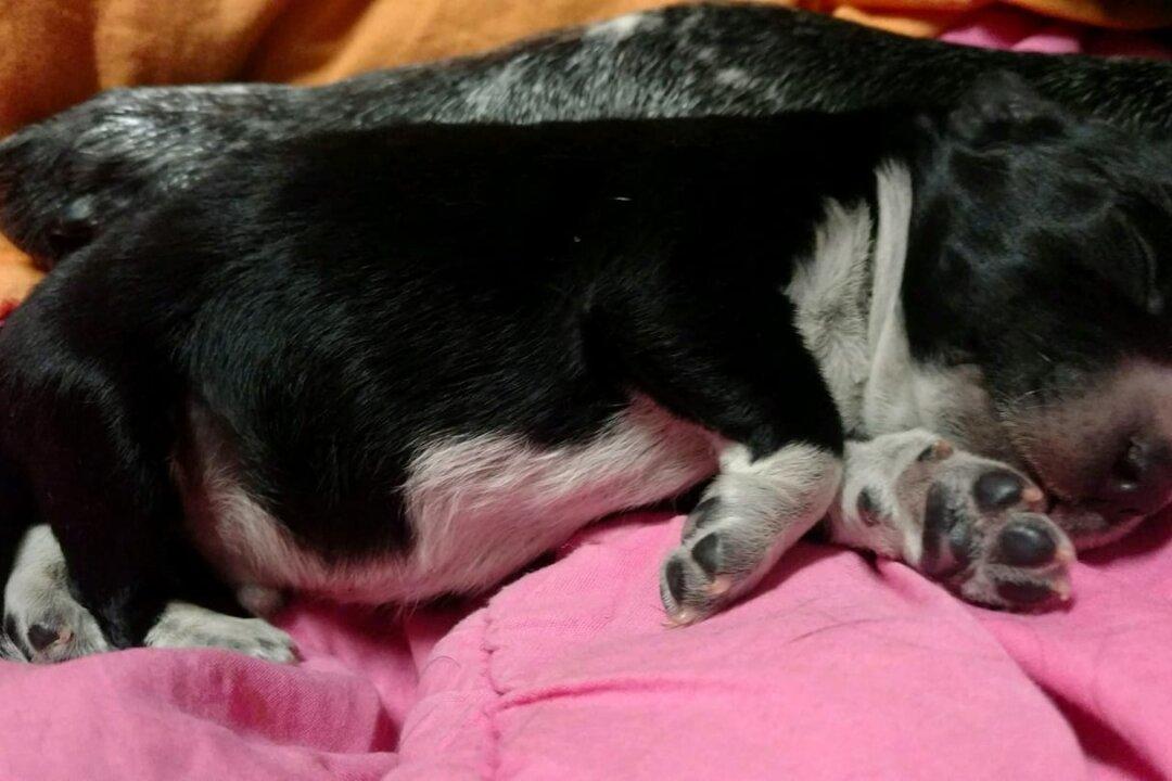 Puppies Freeze After Mother Dog Gives Birth in Snow