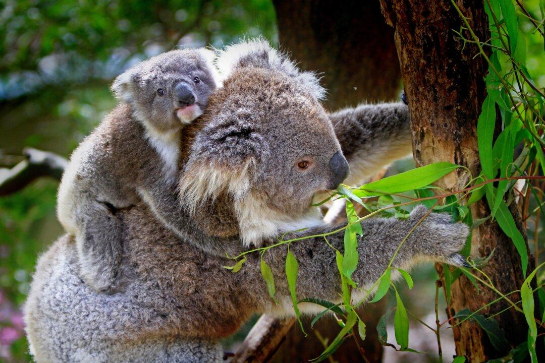 Wildlife Encounters on the Way to Work – in Australia of Course