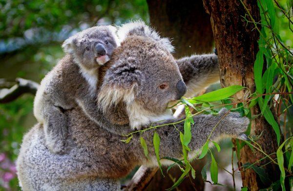 Koalas can migrate through burnt eucalypt forests within months of a bushfire thanks to the regeneration. (Pexels)