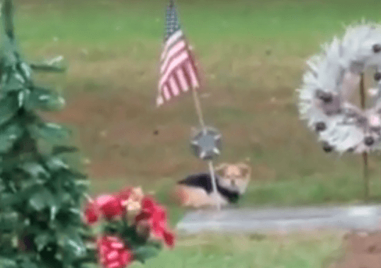 Deta curls up next to her late owner's grave. (Screenshot via YouTube/Newsflare)
