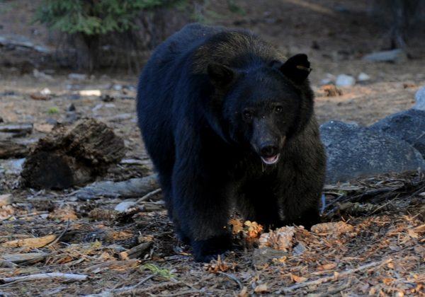 Black Bear Mauls 3-Year-Old Girl in Tent at Montana Campground