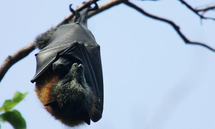 ‘Rabies-Like’ ABLV Virus Found in Bat in South Australia