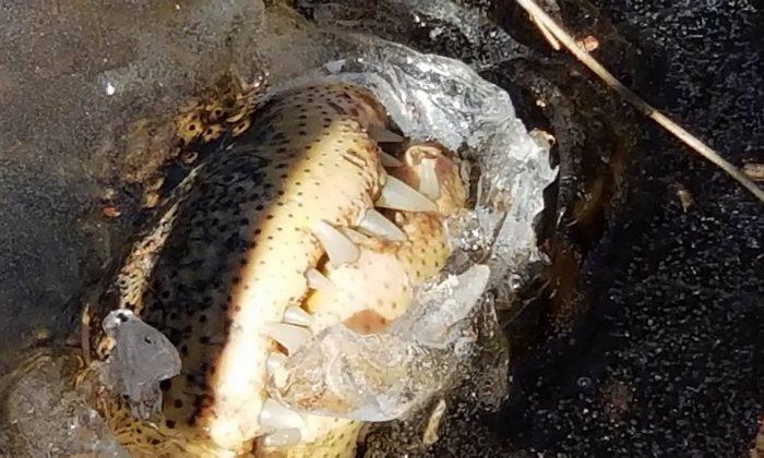 Amazing Video Shows How Alligators Resurrect Themselves After Freezing Solid