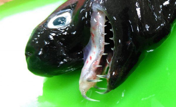 Viper shark extendable jaws. (Taiwan Council of Agriculture)