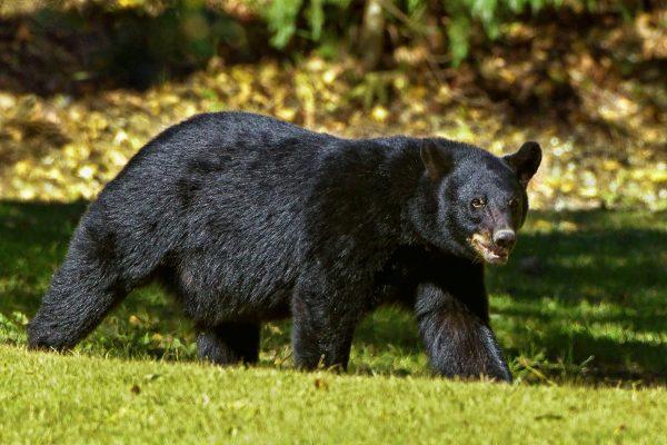 A black bear in South Florida on Jan. 9. (Pixabay / CCO)