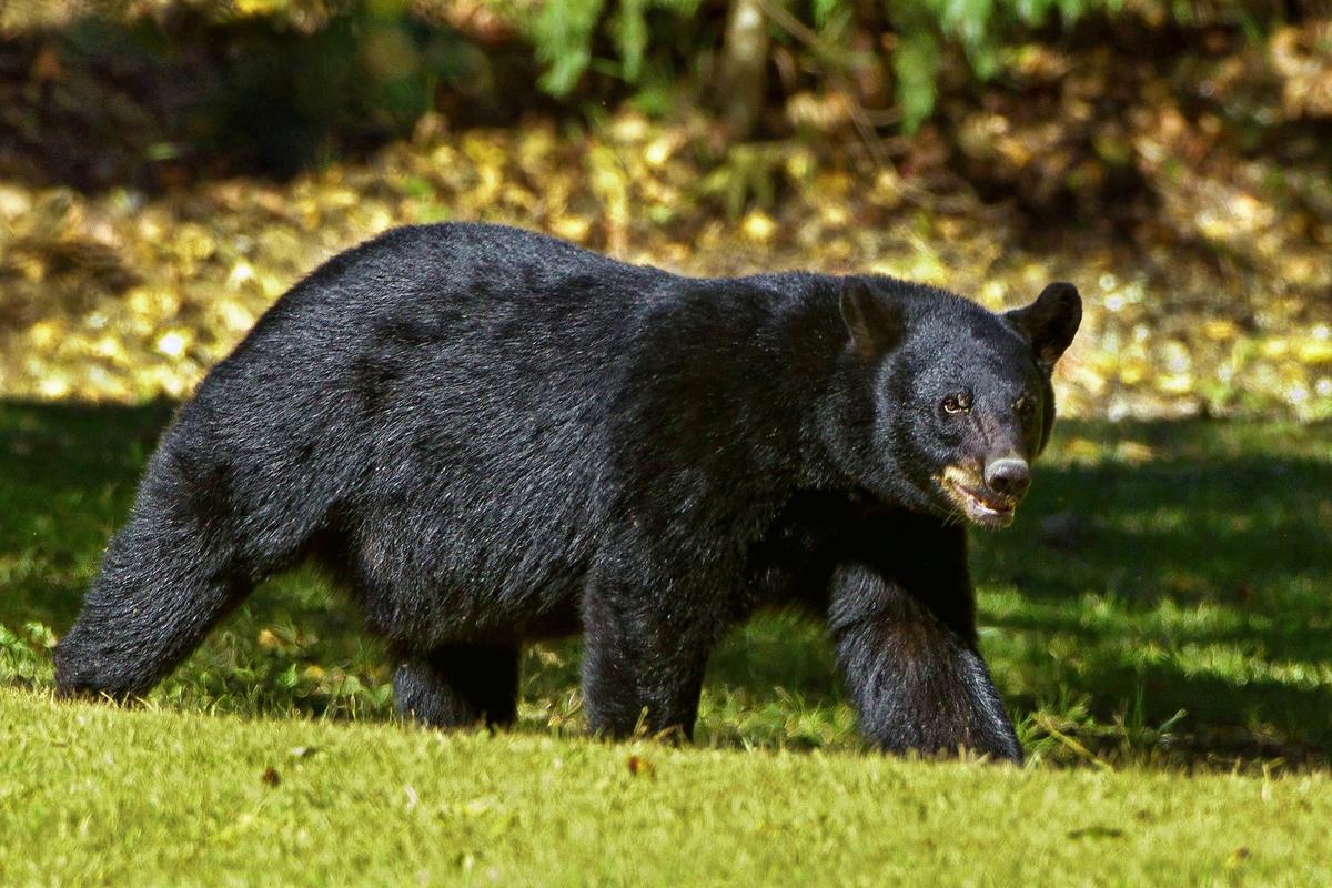 Bear Mauls Florida Man Outside His Home, Near School