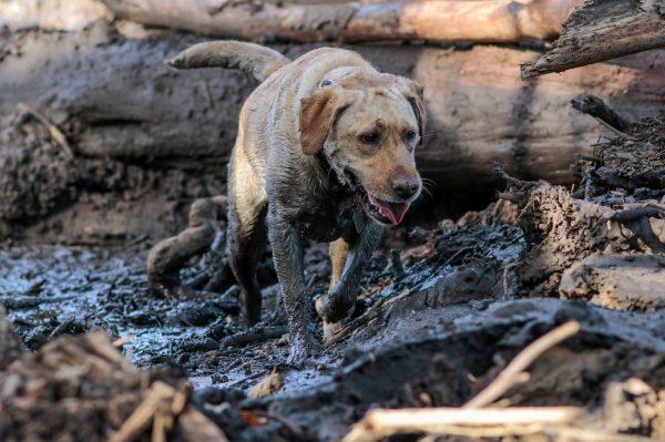 A search and rescue dog is guided through properties after a mudslide in Montecito, California, U.S. January 12, 2018. (Reuters/Kyle Grillot)