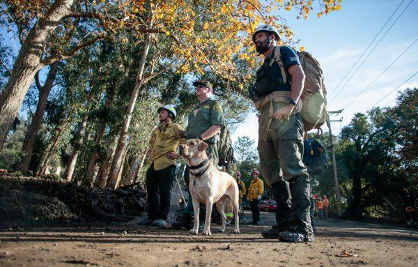 A search and rescue dog waits to be guided through properties after a mudslide in Montecito, California, U.S. January 12, 2018. (Reuters/Kyle Grillot)