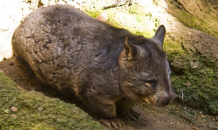 Wandering Wombat Surprises Woman in Australian Capital