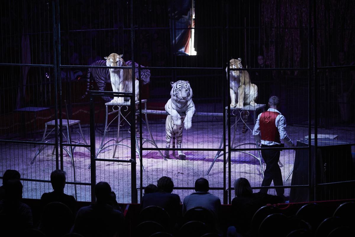 Moldavian tiger tamer Oleg Balutel performs with his tigers at the Medrano Circus in Lyon on Oct. 16, 2016. (JEAN-PHILIPPE KSIAZEK/AFP/Getty Images)