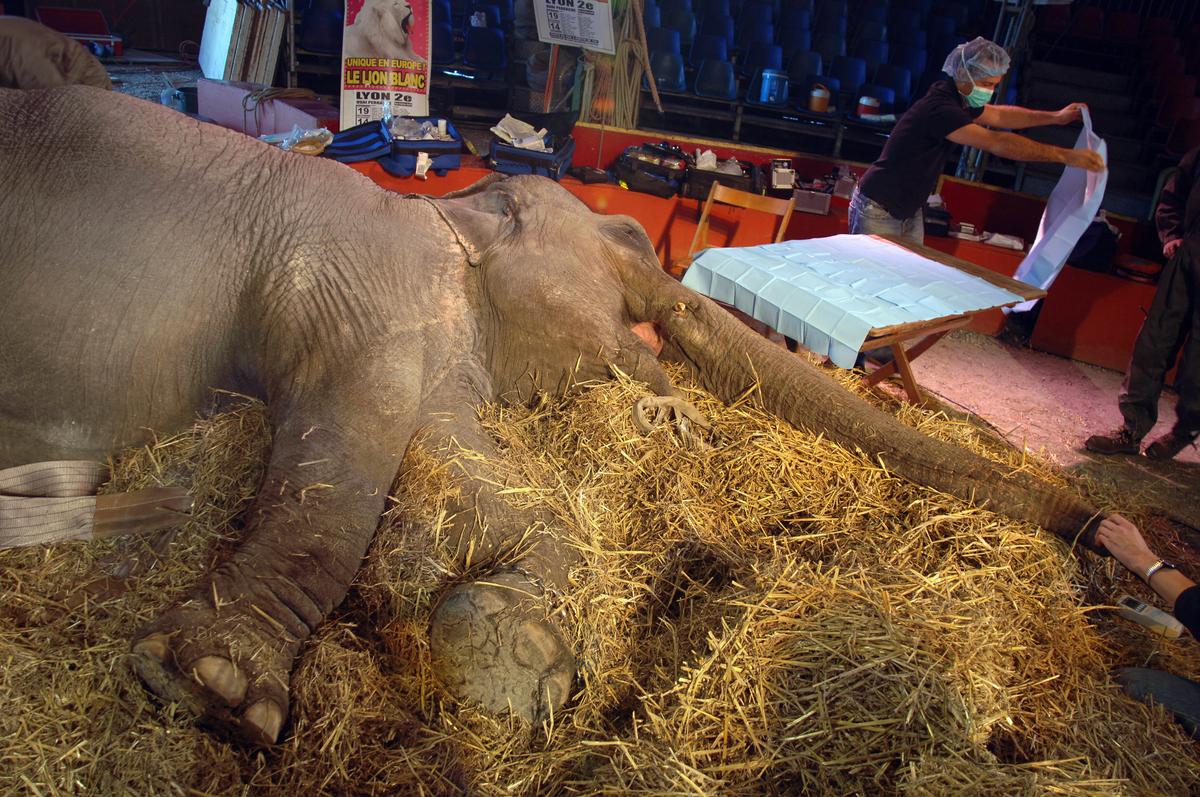 French ophtalmologist Laurent Bouhanna prepares to operate the cataract of 41-year-old female elephant Lechme on a haybed at Medrano circus, 19 October 2007 in Lyon. (JEAN-PHILIPPE KSIAZEK/AFP/Getty Images)