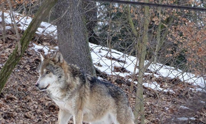 First Wolf Spotted in Belgium in Over a Century