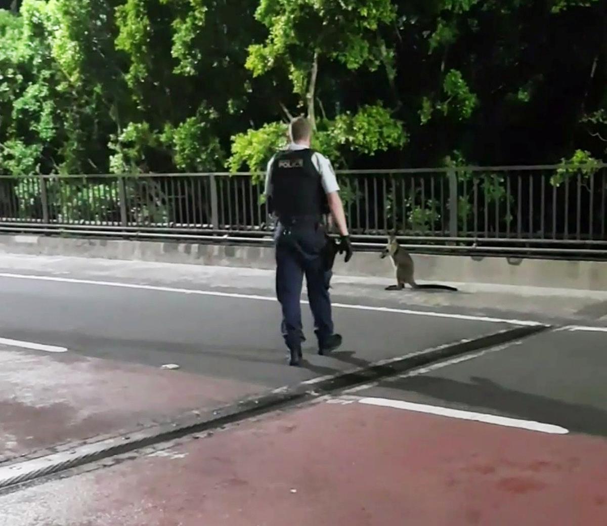 Wayward Wallaby Gets the Jump on Police in Sydney Harbour Bridge Chase