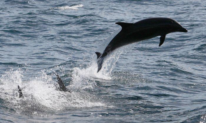 Dolphin Chokes to Death From Octopus, in First Ever Recorded Discovery