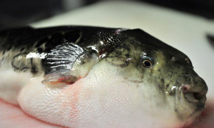 Emergency Warning Over Toxic Pufferfish in Japanese City