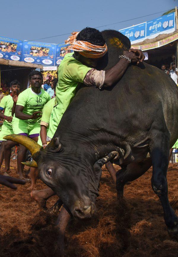 An Indian participant tries to control a bull during the annual 'Jallikattu' bulltaming festival in the village of Palamedu on the outskirts of Madurai, India, on Jan. 15, 2018. (Arun Sankar/AFP/Getty Images)