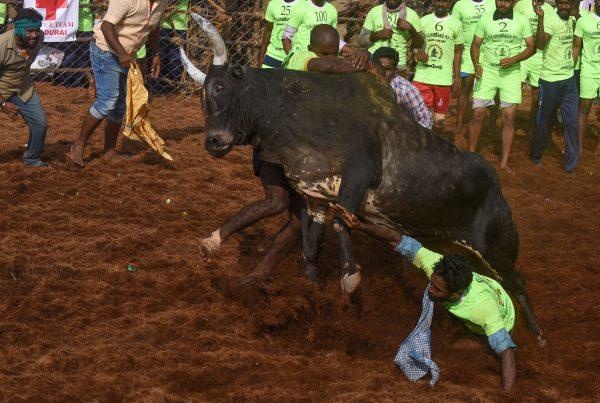 Indian participants try to control a bull during the annual 'Jallikattu' bulltaming festival in the village of Palamedu on the outskirts of Madurai, India, on Jan. 15, 2018. (Arun Sankar/AFP/Getty Images)
