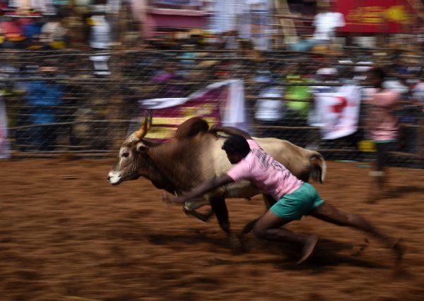 An Indian participant tries to control a bull during the annual 'Jallikattu' bull-taming festival in the village of Palamedu on the outskirts of Madurai, India, on Jan. 15, 2018. (Arun Sankar/AFP/Getty Images)