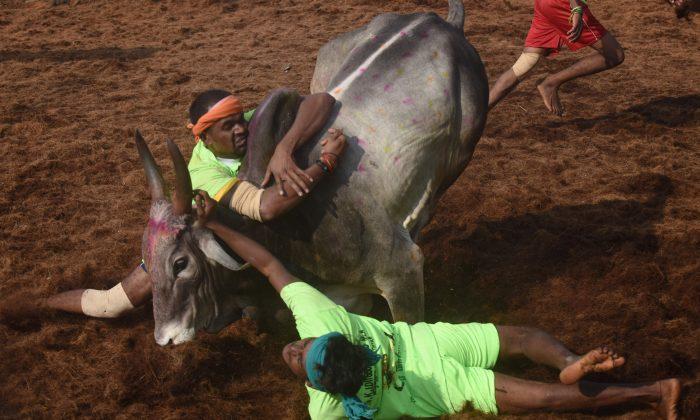 Five Gored to Death During Bull-Taming Festival
