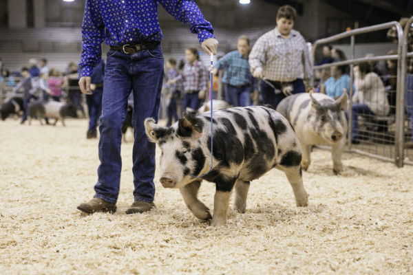 Children compete with their pet pigs in a hog show in Murfreesboro, Tenn., on Jan. 11, 2018. (Samira Bouaou/The Epoch Times)