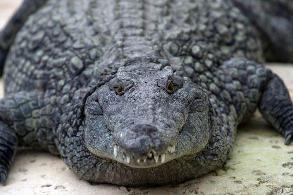 A crocodile is seen at the park 'La planete des crocodiles' in Civaux, near the French western city of Poitiers on March 26, 2014. (Guillaume Souvant/AFP/Getty Images)