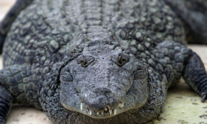 Police Find Crocodile in Russian Basement During Weapons Raid
