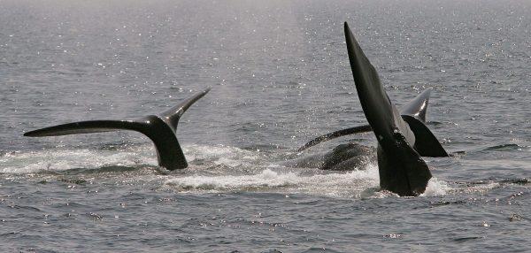 A ballet of three North Atlantic right whale tails break the surface in Cape Cod Bay near Provincetown, Mass., in this file photo. (AP Photo/Stephan Savoia, File)