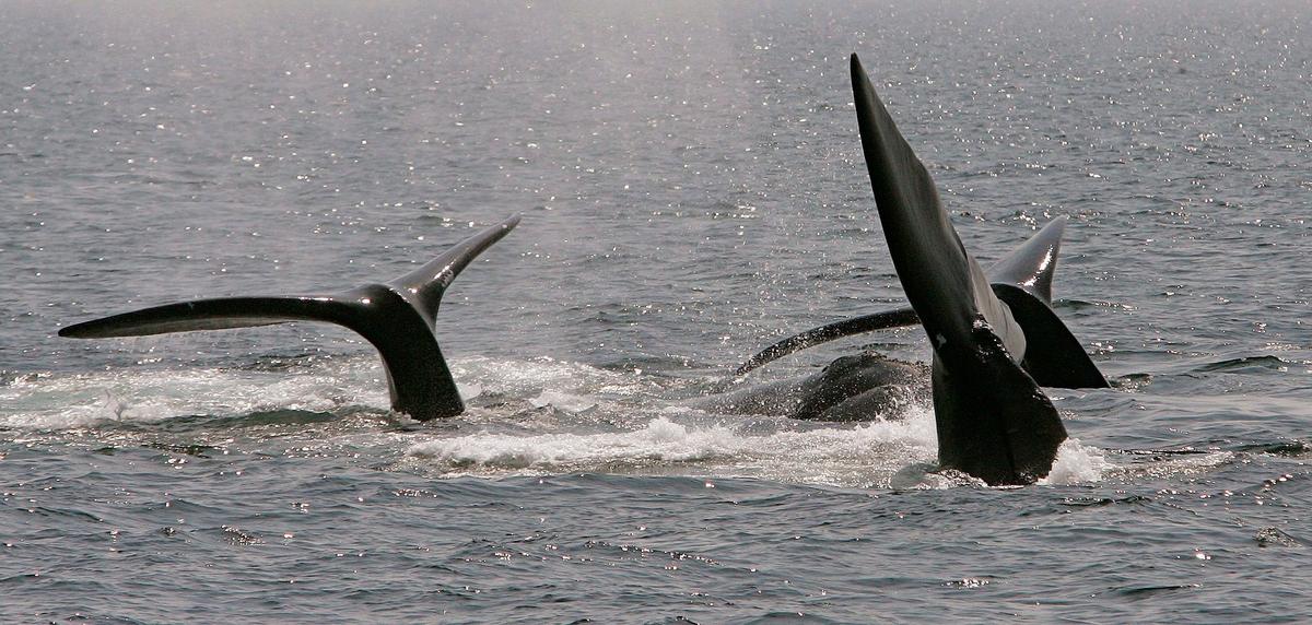 Government Lifts Speed Restrictions After Spotting No Whales in Shipping Lanes