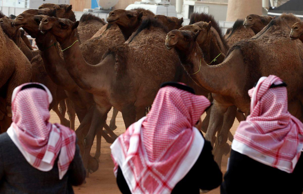 Saudi men stand next to camels as they participate in King Abdulaziz Camel Festival in Rimah Governorate, north-east of Riyadh, Saudi Arabia Jan. 19, 2018. (Reuters/Faisal Al Nasser)
