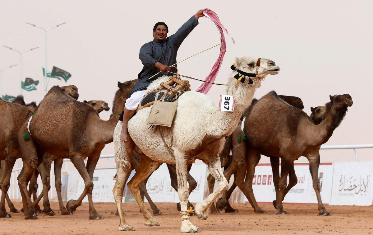 A man cheers as he rides a camel during King Abdulaziz Camel Festival in Rimah Governorate, north-east of Riyadh, Saudi Arabia Jan. 19, 2018. (Reuters/Faisal Al Nasser)