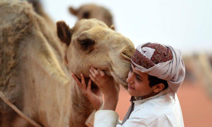 Camels Disqualified from Saudi Beauty Pageant Over Botox Injections