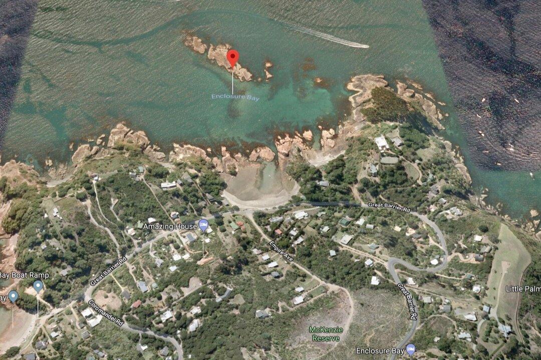 Killer Whales Sashay Around Two Children Swimming in New Zealand Bay