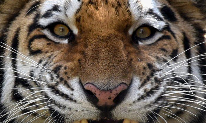 Man Survives Siberian Tiger Attack by Jamming His Arm in the Beast’s Jaws