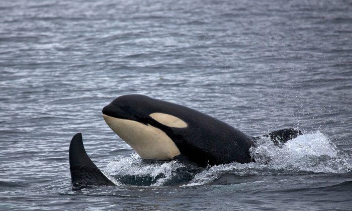 Killer Whales Can Imitate Human Speech, Study Finds