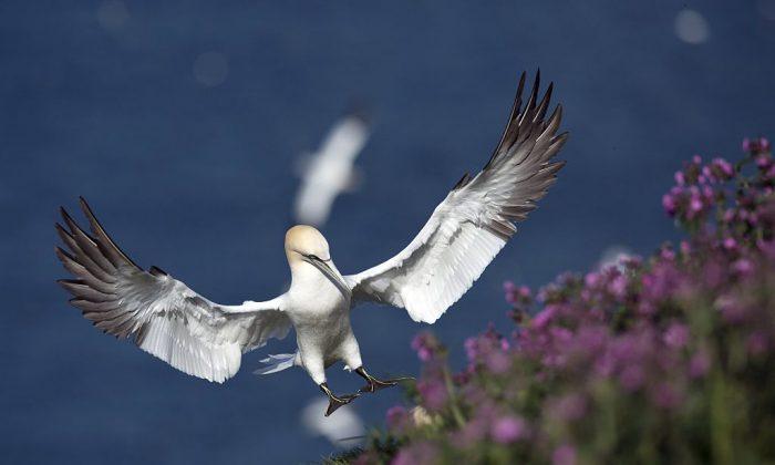 Nigel the Gannet Dies Alone After Falling in Love With a Fake Gannet
