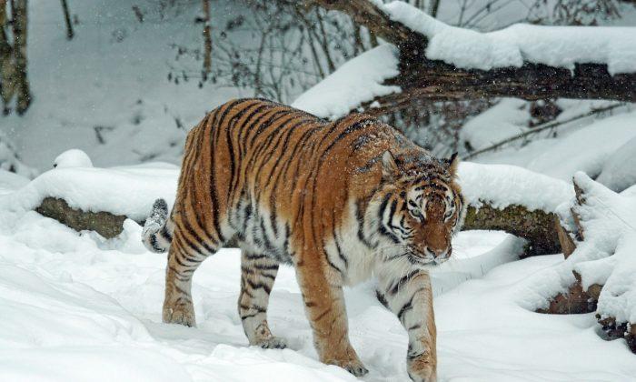 Siberian Tiger Lay on Doorstep ‘Looking for Help’