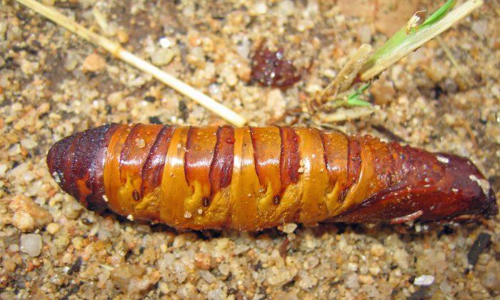 Missing Group Survives by Eating Grubs in Australian Outback
